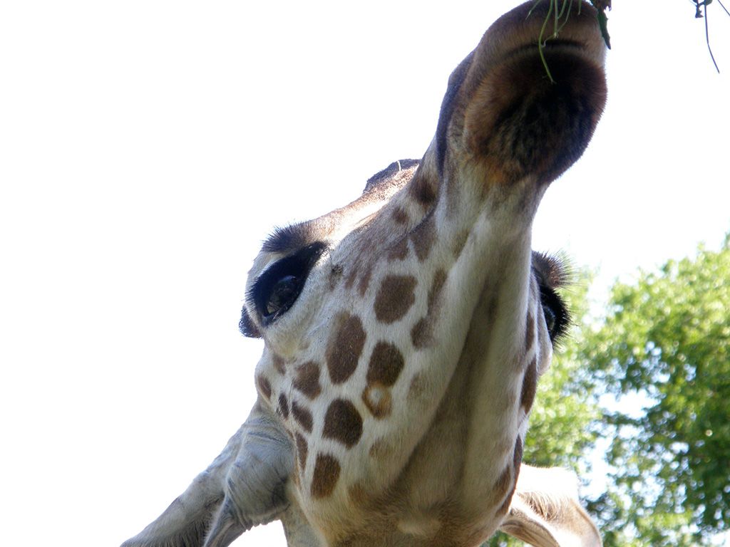 旭山動物園　キリンの写真