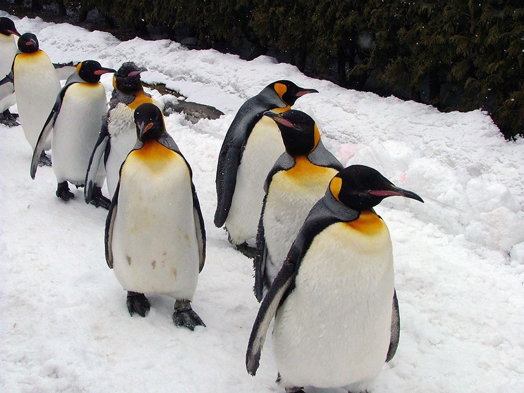 旭山動物園　ペンギンの写真