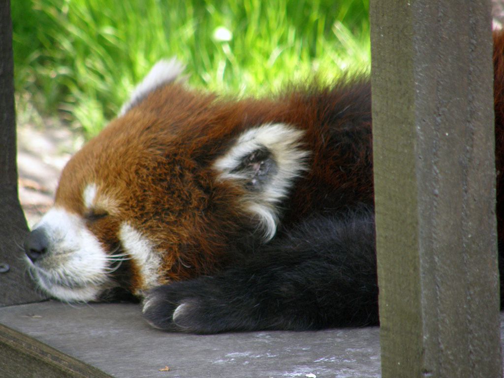 旭山動物園　レッサーパンダの写真