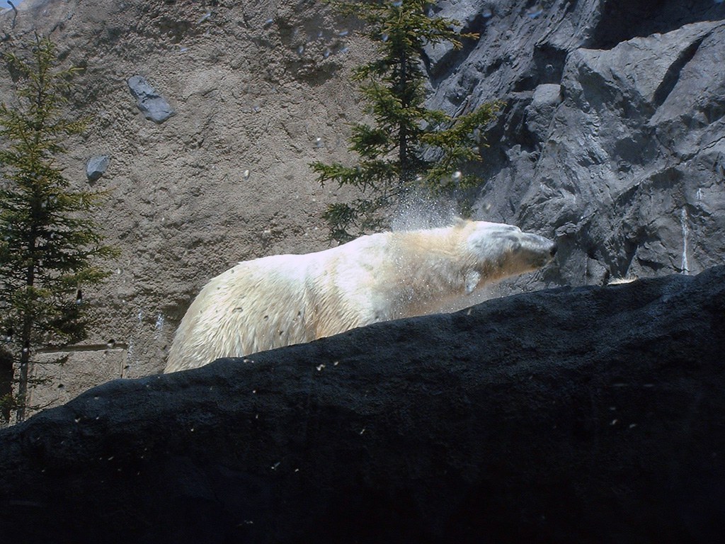 旭山動物園　シロクマ写真画像１