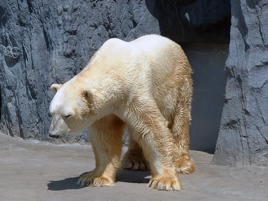 旭山動物園　シロクマ写真画像３