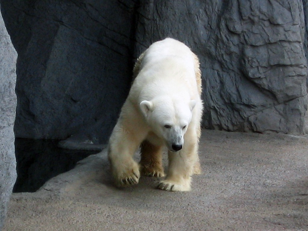 旭山動物園　シロクマ写真画像５