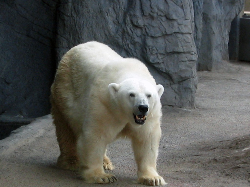 旭山動物園　シロクマ写真画像６