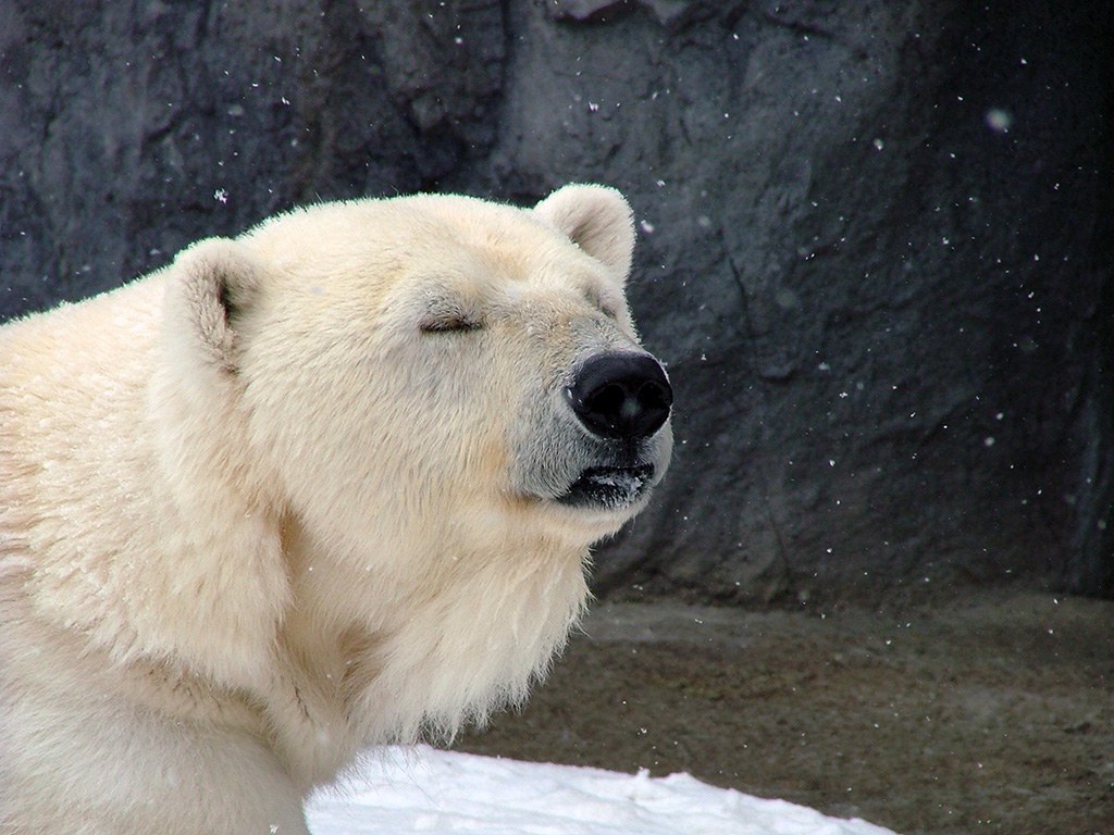 旭山動物園　シロクマ写真画像７