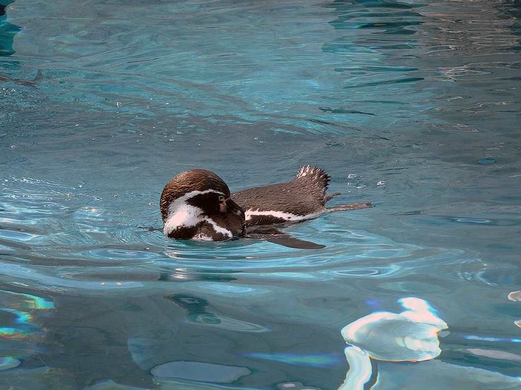 旭山動物園　ペンギン写真画像１