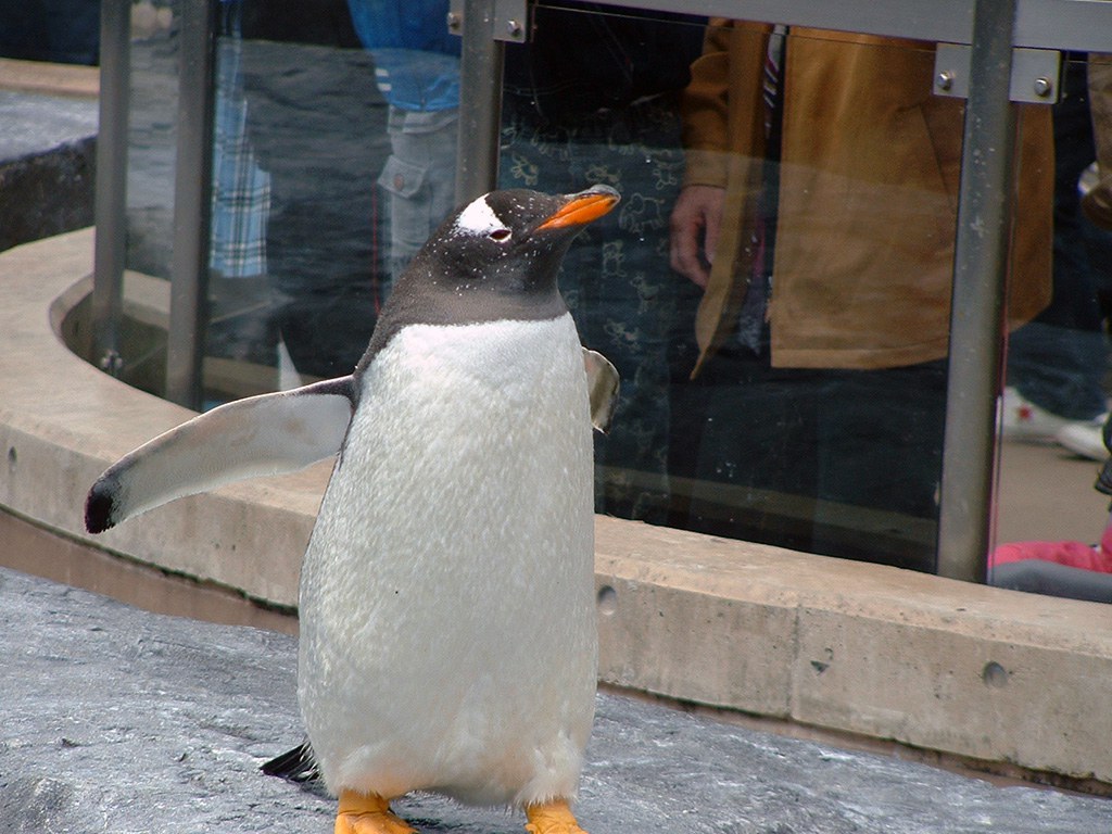 旭山動物園　ペンギン写真画像２