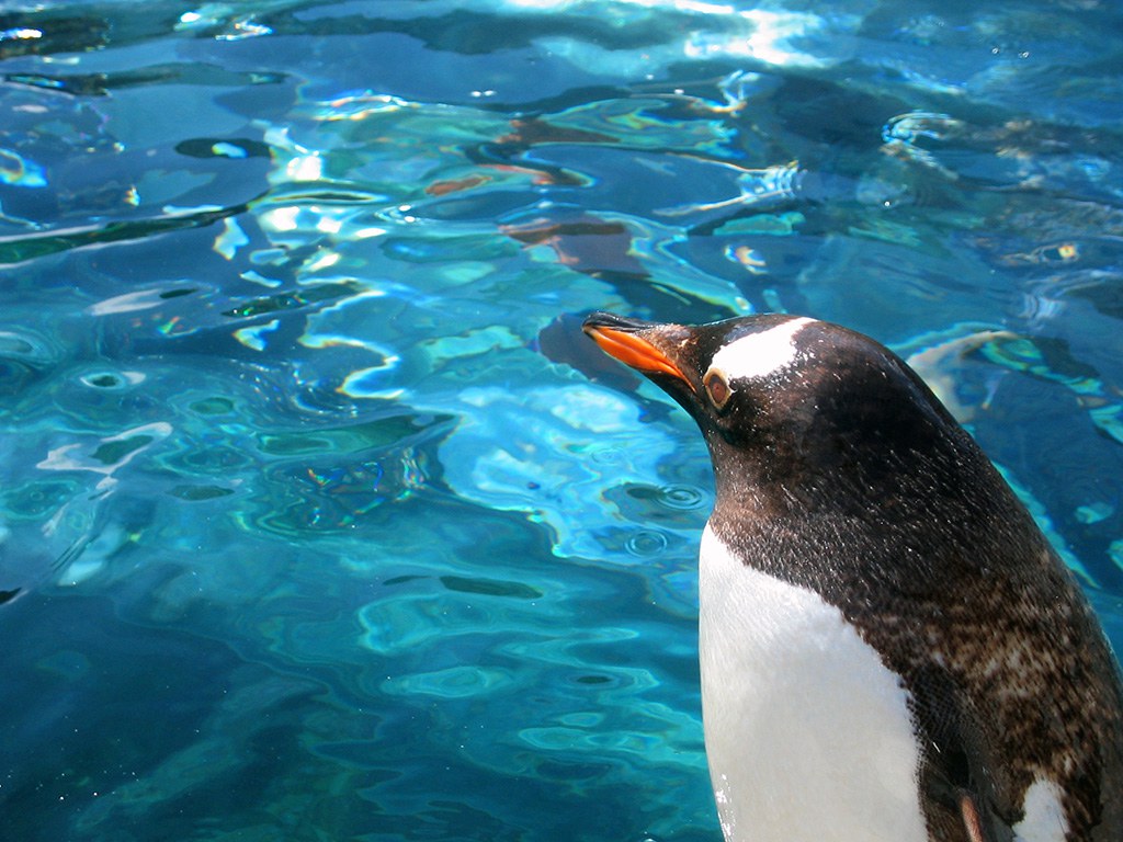 旭山動物園　ペンギン写真画像３