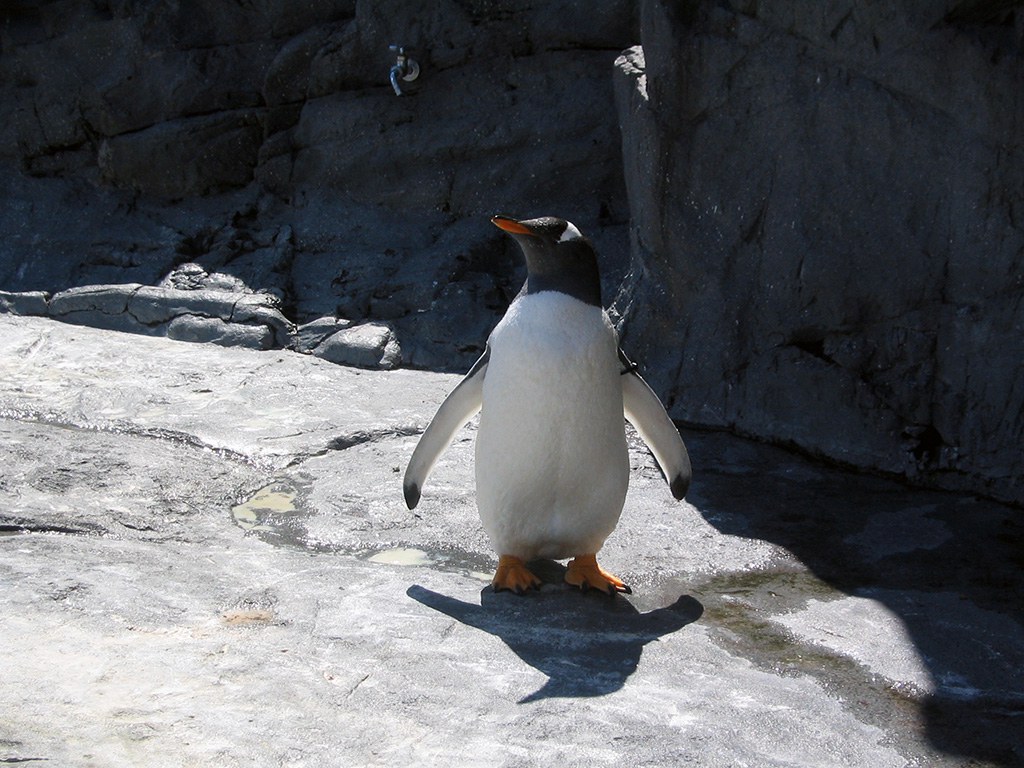 旭山動物園　ペンギン写真画像４