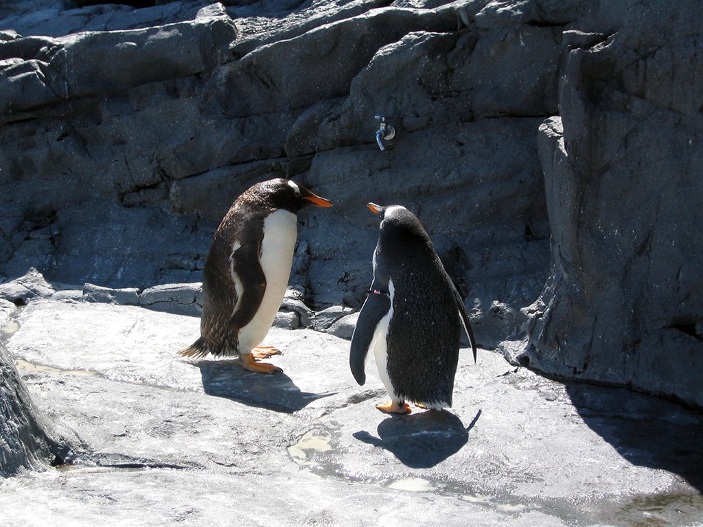 旭山動物園　ペンギン写真画像５