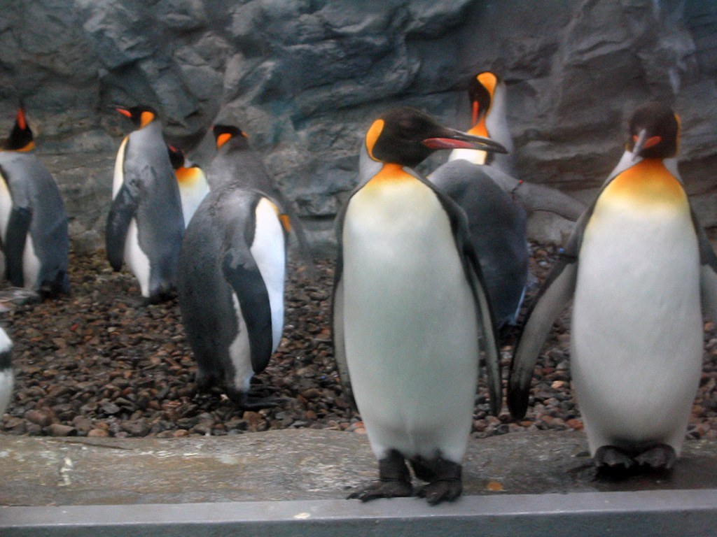 旭山動物園　ペンギン写真画像６