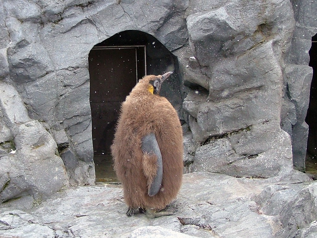 旭山動物園　ペンギン写真画像７