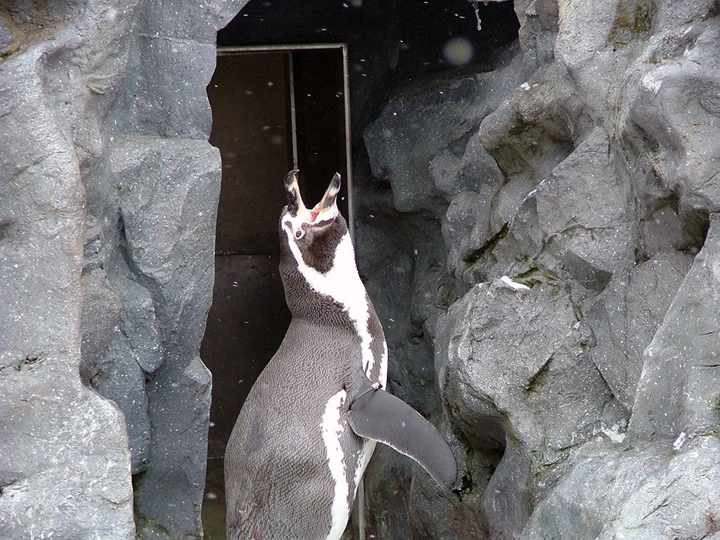 旭山動物園　ペンギン写真画像８