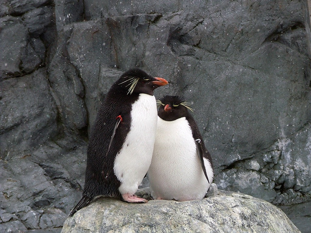 旭山動物園　ペンギン写真画像９