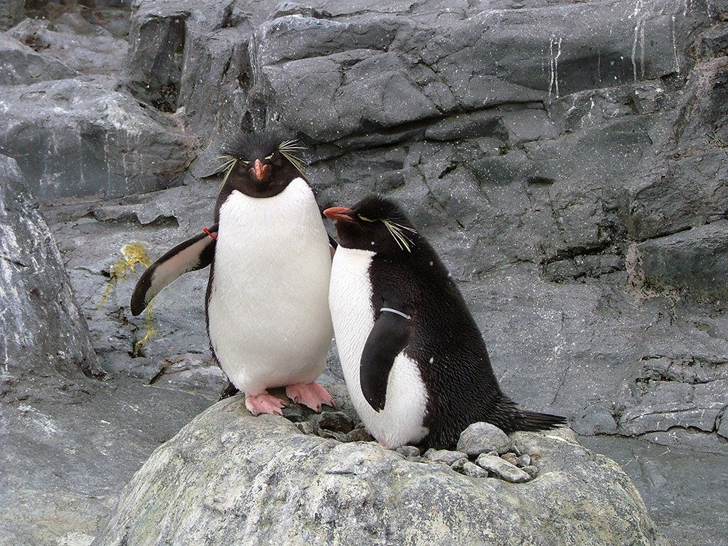 旭山動物園　ペンギン写真画像１０