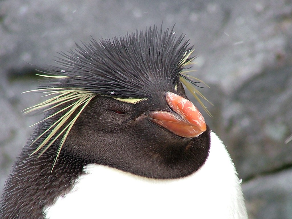 旭山動物園　ペンギン写真画像１１