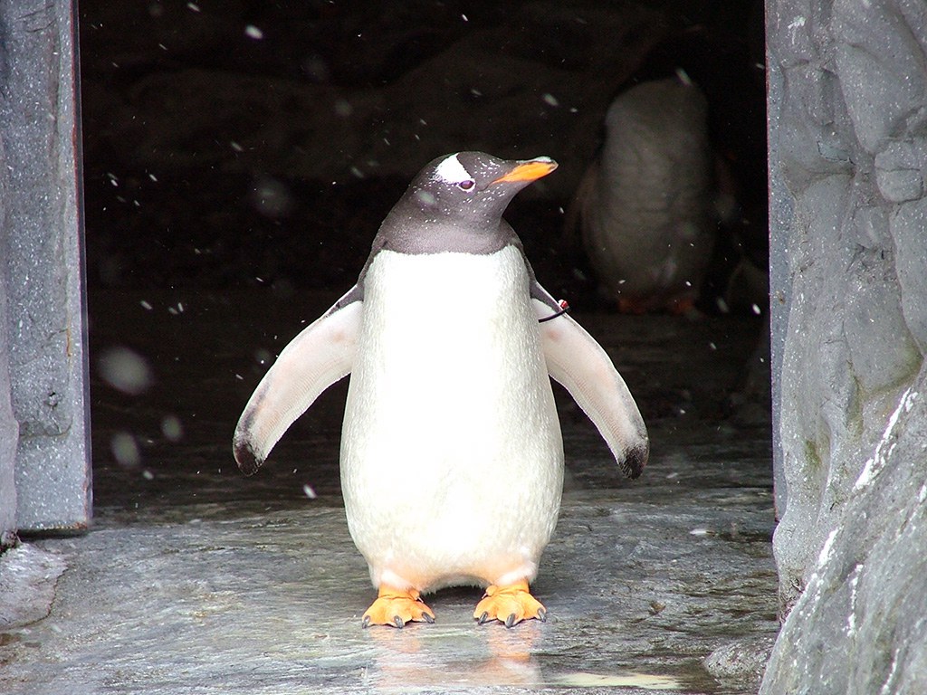旭山動物園　ペンギン写真画像１２
