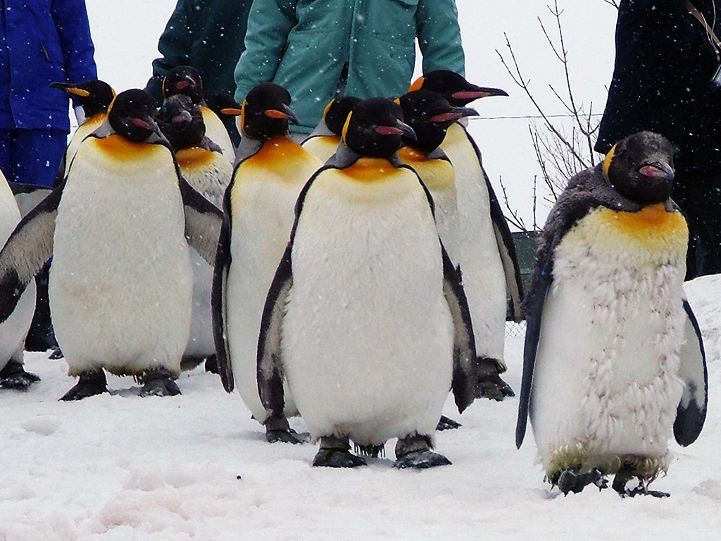 旭山動物園　ペンギン写真画像１３