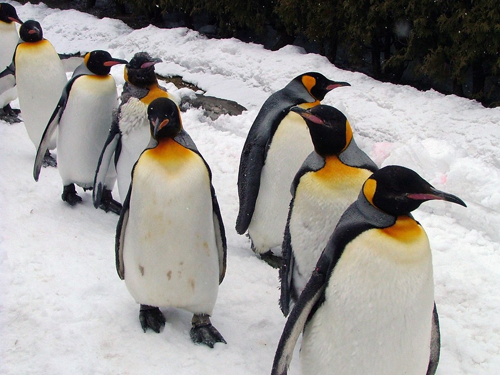旭山動物園　ペンギン写真画像１４